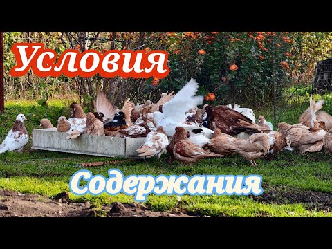 Видео: Голуби Какое содержание лучше???
