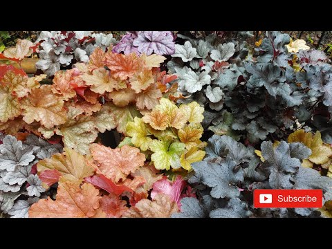 Видео: Посадка пяти разных коралловых колокольчиков в саду