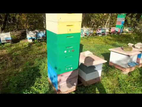 Видео: Точок в зиму готовий, кількість сімей зменшилась у три рази.