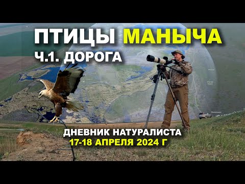 Видео: Птицы Маныча. 1. Дорога