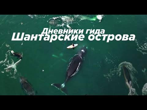 Видео: Дневники гида - Шантарские острова, про китов, косаток и людей.