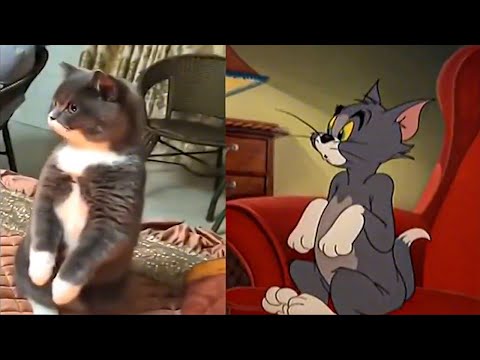 Видео: TOM🐱 and JERRY🐭 в реальной жизни 💥 Лучшие серии