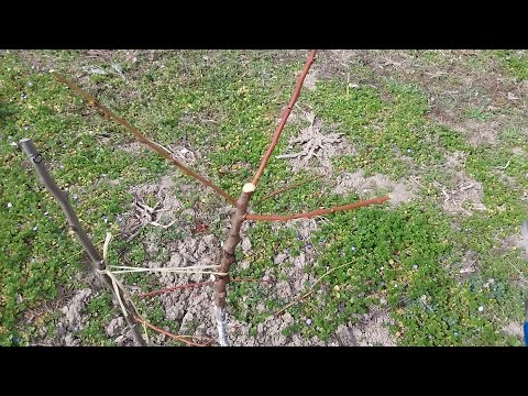 Видео: Резитба на едногодишни и двугодишни овошки
