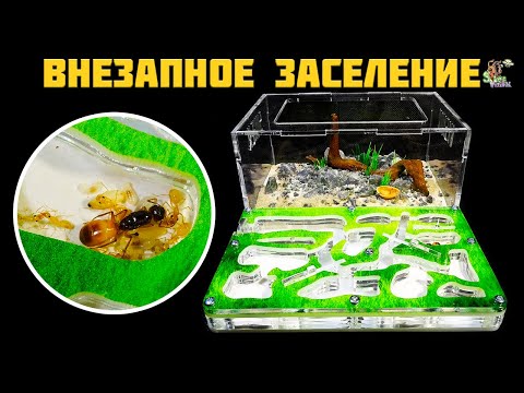 Видео: Внезапное заселение маленькой семьи ● Camponotus turkestanus ● Декор арены у муравьев