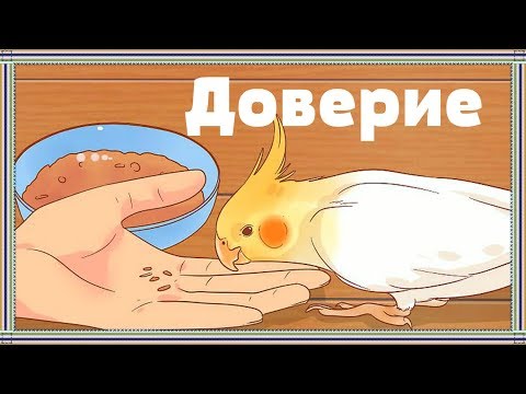 Видео: КАК ПРИРУЧИТЬ ПОПУГАЯ. Что нужно знать о приручении попугая.