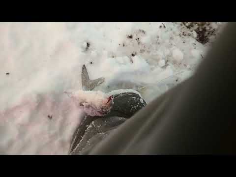 Видео: Белоярское водохранилище.8. 01.22. Ловля лещей и подлещей