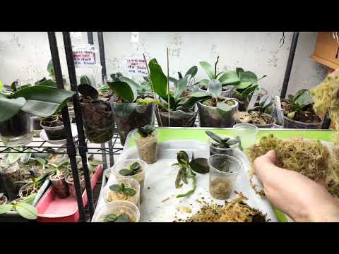 Видео: Соли указывают на замену мха. В борьбе за жизнь, можно прицепиться и к соседу!!! 👯 👌