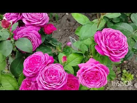 Видео: Троянди. Частина 4.