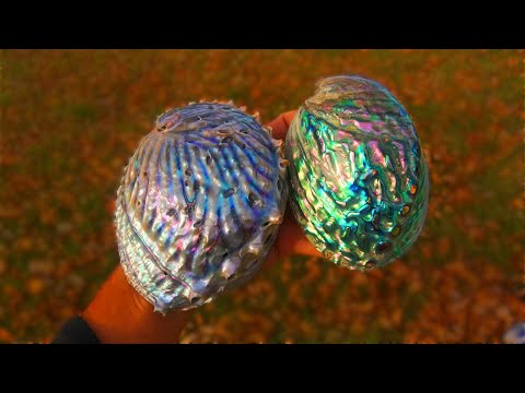 Видео: Как профессионально полировать раковины морского ушка! Контурная и ровная полировка раковин морск...