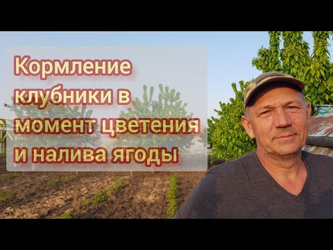 Видео: Кормление клубники в момент цветения и налива ягоды