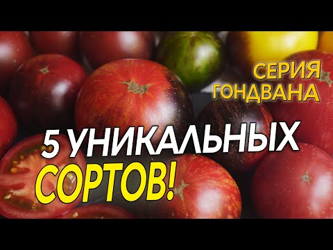 Видео: 5 УНИКАЛЬНЫХ СОРТОВ ТОМАТОВ!