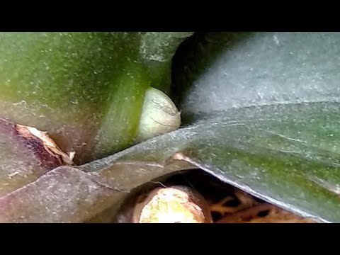 Видео: ЦВЕТОНОС орхидеи СРАЗУ! корни ВЕЗДЕ, листья ЛЕЗУТ! орхидеи ЗАЦВЕЛИ!