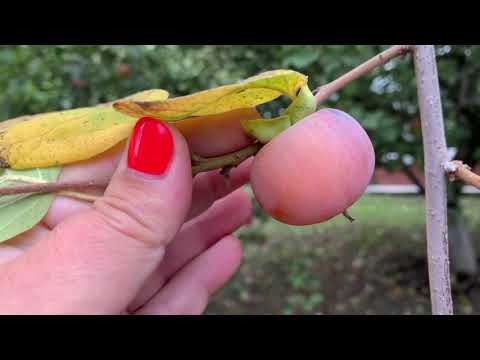 Видео: Хурма осенью в Киевской обл