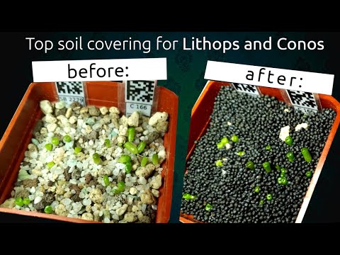 Видео: Пропант в качестве присыпки для литопсов