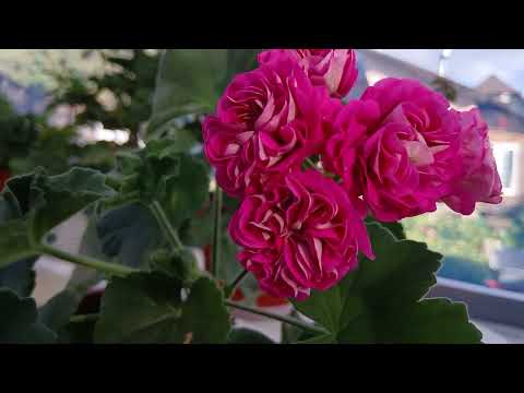 Видео: Осенняя обрезка пеларгонии/ что ещё цветёт на улице🌺🌺🌺