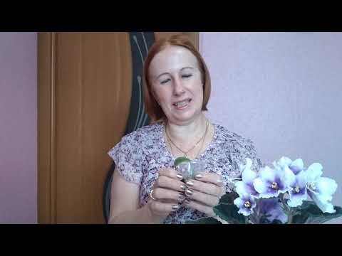 Видео: ФИАЛКИ новичкам, нужны ли удобрения зимой ???