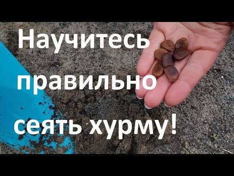 Видео: Главные ошибки при посеве хурмы.