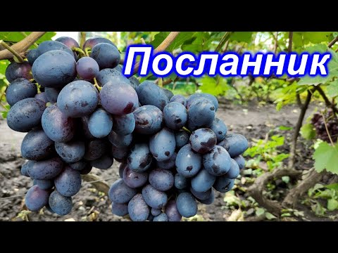 Видео: Посланник 2022