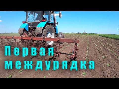 Видео: Первая культивация междурядья подсолнуха! МТЗ-892.