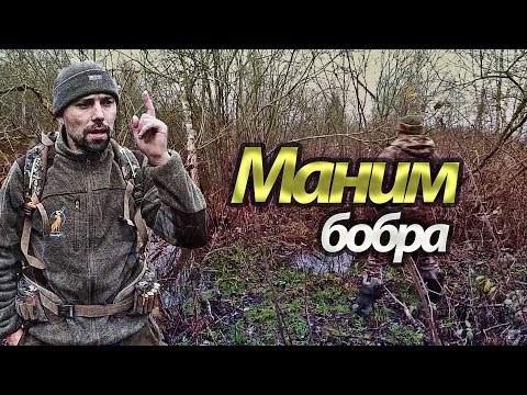 Видео: Охота на бобра. Делаем ПРИМАНКУ для бобра из бобриной струи!