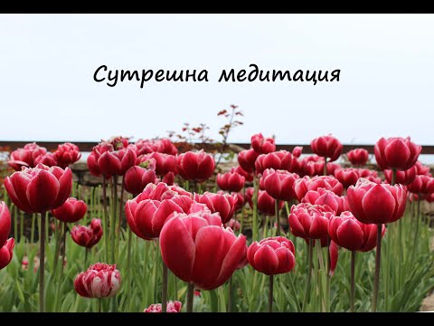 Видео: Медитация за добро утро - Луиз Хей - Позитивни утвърждения - Сутрешна мотивация  Излекувай живота си