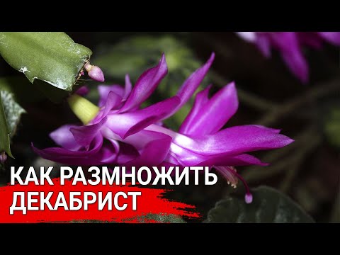Видео: Как размножить декабрист