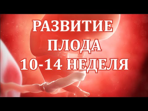 Видео: Развитие Плода 10 -14 Неделя Беременности. Скрининг 1 Триместра.