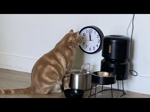Видео: Кошки смешнее, чем вы думаете 😅