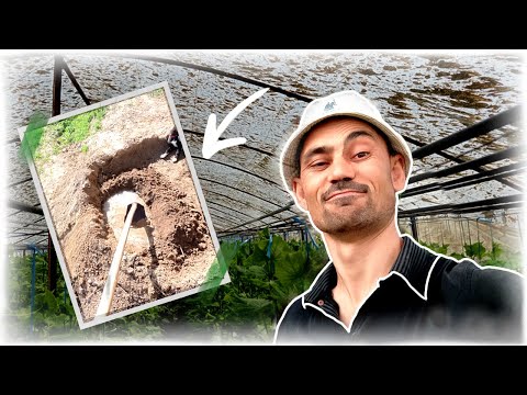 Видео: Иссиқхонани лойлаш соялатиш, олтингугурт таъсири