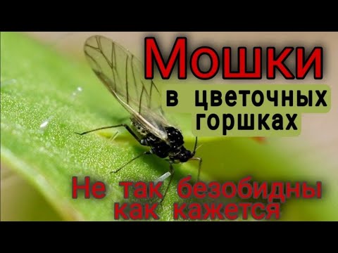 Видео: МОШКИ в цветочных горшках ЧЕМ они ОПАСНЫ Причины появления Простые СПОСОБЫ УНИЧТОЖЕНИЯ Профилактика