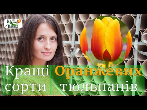 Видео: Кращі тюльпани оранжевого кольору для вигонки