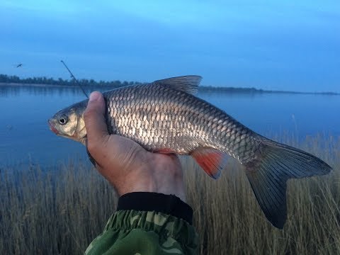Видео: #25 Рыбалка с Берега на Новом Месте на Реке Волге Ловля Голавля на Донку Закидушку