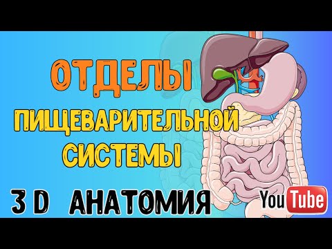 Видео: ПИЩЕВАРИТЕЛЬНАЯ СИСТЕМА ЧЕЛОВЕКА