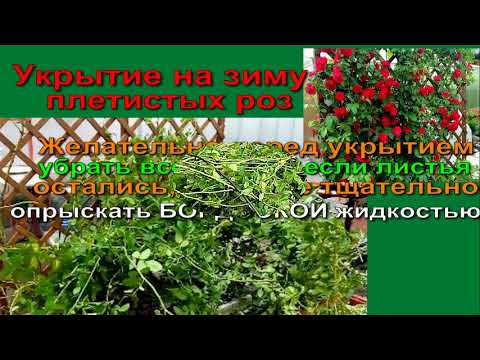 Видео: ВЫРАЩИВАЕМ РОЗЫ В СИБИРИ Сибирская Мини Дачка