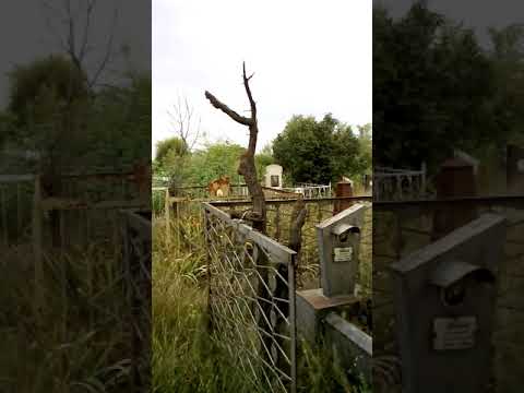 Видео: Немного о кладбищенской магии + ответы на вопросы.