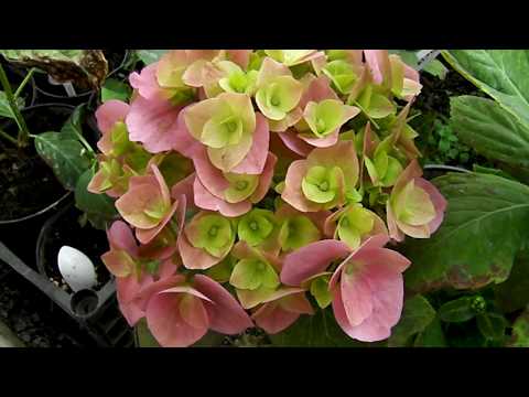 Видео: Мои гортензии вторая волна цветения