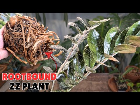 Видео: Растение ZZ испытывало трудности и обнаружило, что у него проблемы с корнями.