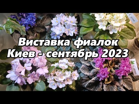 Видео: Выставка фиалок в Киеве - сентябрь 2023