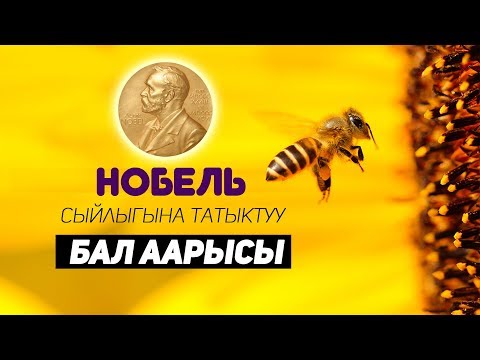 Видео: Нобель сыйлыгына татыктуу аары!