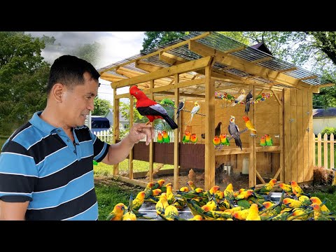 Видео: Подробнее о нашем трансфере африканских неразлучников! Как добиться успеха в выращивании африканс...