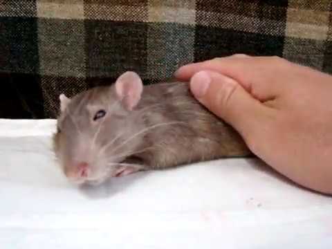 Видео: Симон отдыхает в грозовой день/декоративная крыса