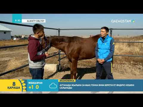 Видео: Санат Рысқұловтың ат баптау тәсілі