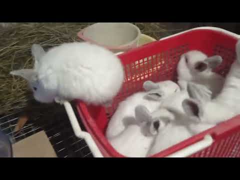 Видео: Кроликам 30 дней