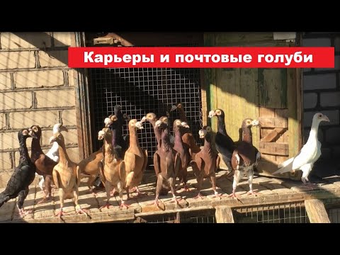 Видео: В гостях у Виктора Арсентьевича (тел: (096)231-26-95). Смотрим карьеров и почтовых голубей.
