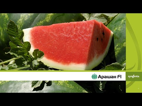 Видео: Арашан: първа беритба, община Каварна