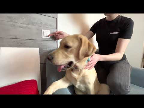 Видео: Учим с Дени команду «Выключить свет»