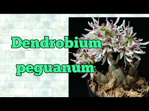 Видео: Dendrobium peguanum описание и уход.