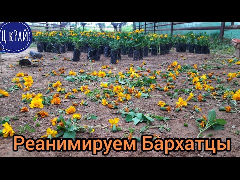 Видео: Бархатцы станут ШИКАРНЫМИ после этого💯💣 Омолаживаем Бархатцы. Даём новую жизнь и красоту.