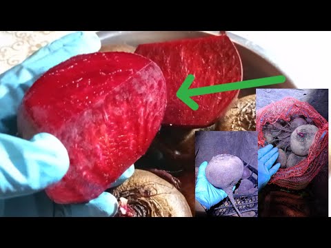 Видео: Буряк, Детройт Огляд на Плоди,що за Буряк?