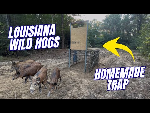 Видео: Поймать дикого кабана с помощью этой старой самодельной ловушки (Catch* Cook) Закоптить целого ди...